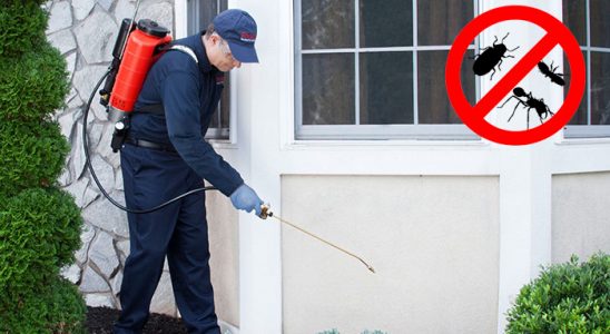Güce Fare İlaçlama böcek ilaçlama ve haşere kontrolü — ilaclama-tr.com